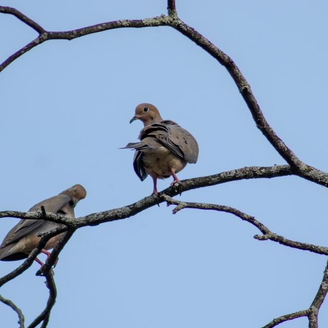 Mourning Dove