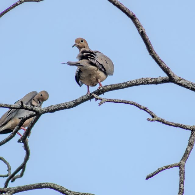 Mourning Dove