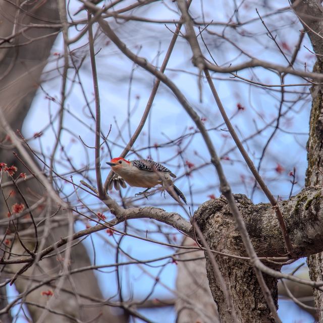 Red-bellied Woodpecker