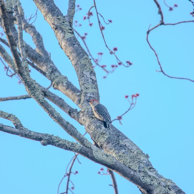 Red-bellied Woodpecker