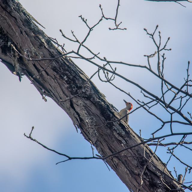 Red-bellied Woodpecker