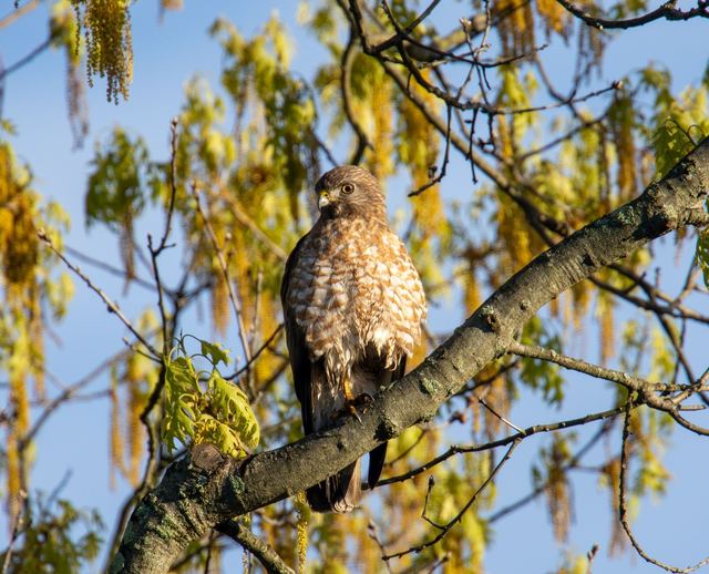 Broad-winged Hawk