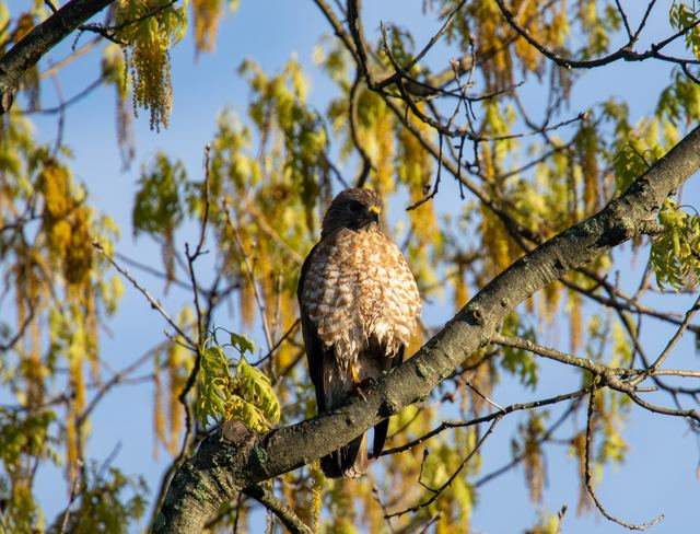 Broad-winged Hawk