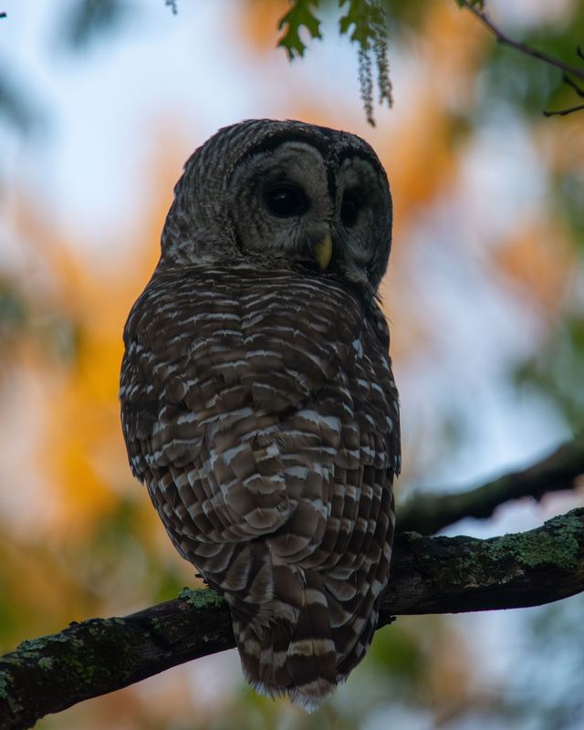 Barred Owl