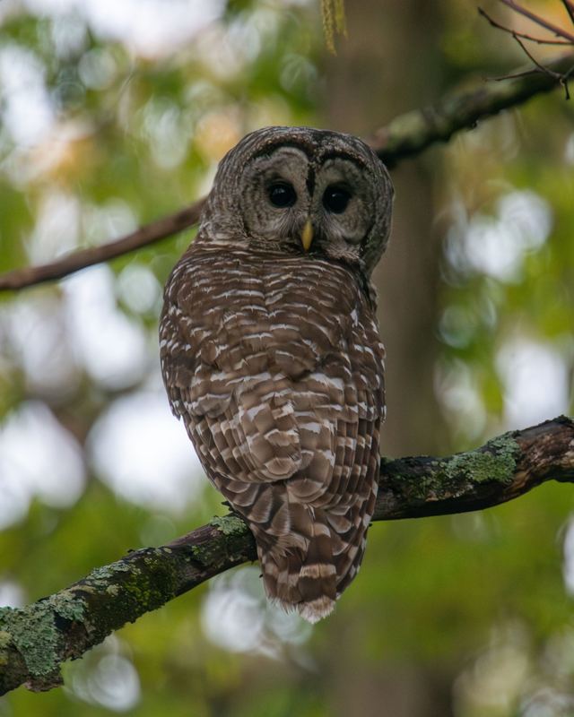 Barred Owl
