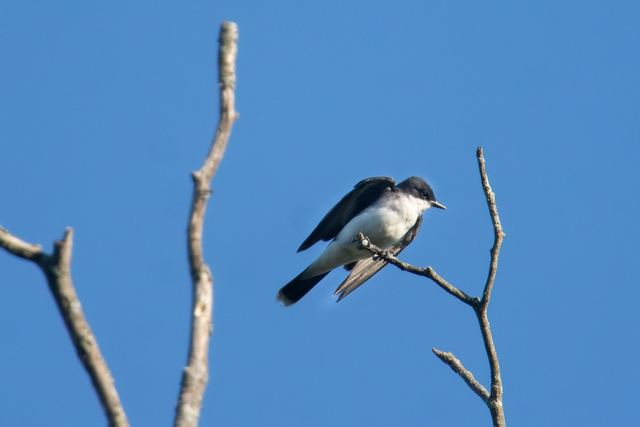 Eastern Kingbird