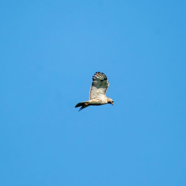 Red-tailed Hawk