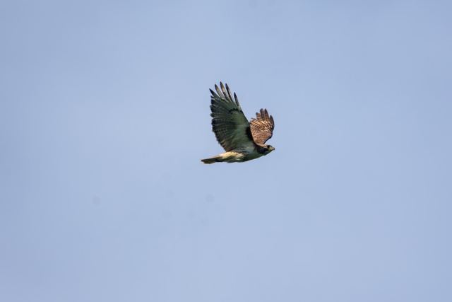 Red-tailed Hawk