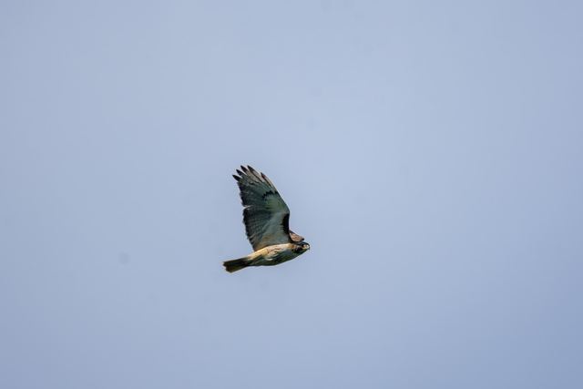 Red-tailed Hawk