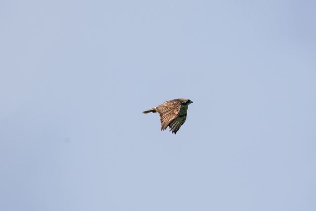 Red-tailed Hawk