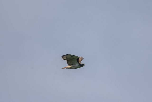 Red-tailed Hawk