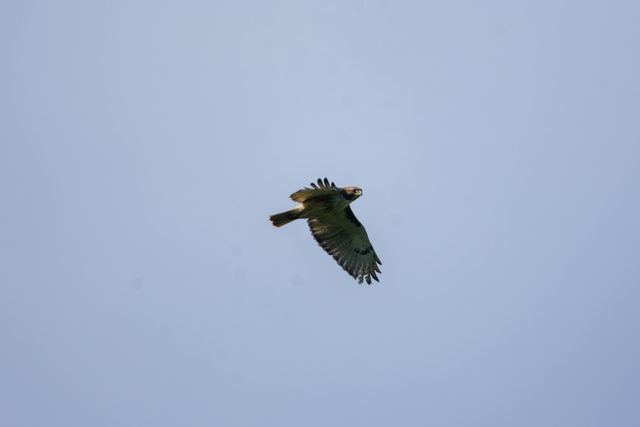 Red-tailed Hawk