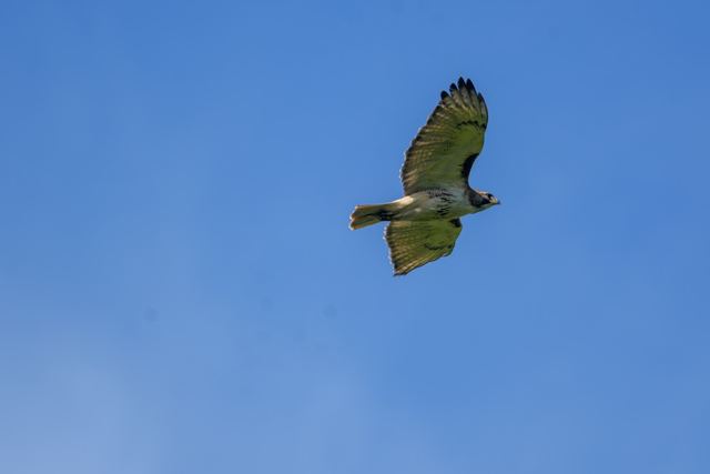Red-tailed Hawk