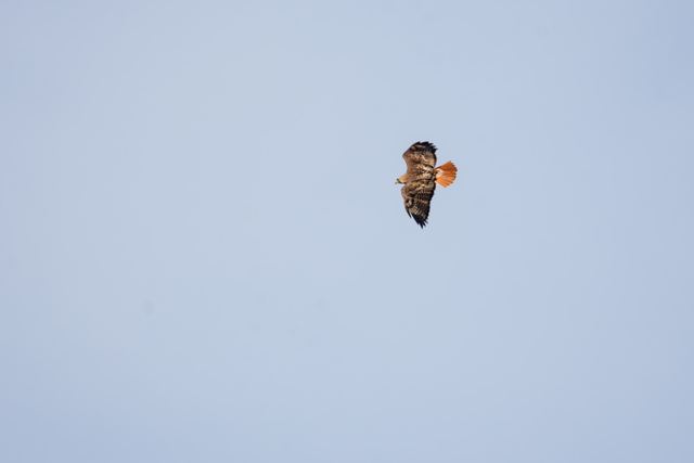 Red-tailed Hawk