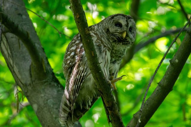 Barred Owl