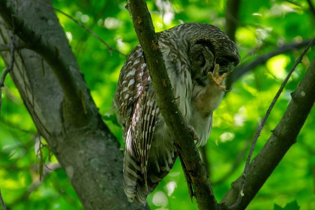 Barred Owl