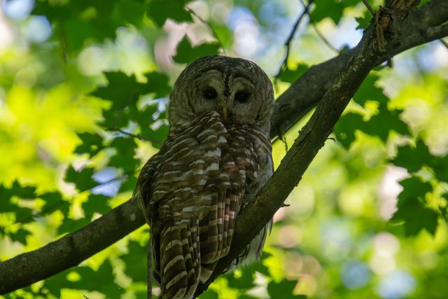 Barred Owl