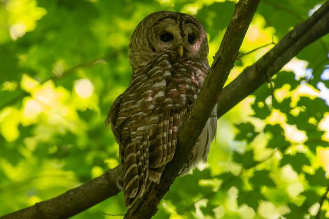 Barred Owl
