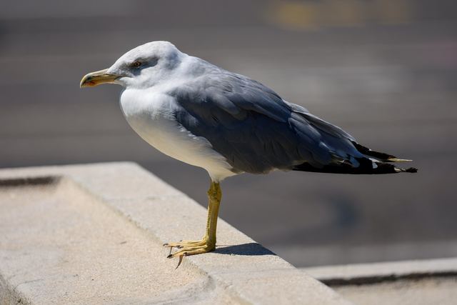 Yellow-legged Gull