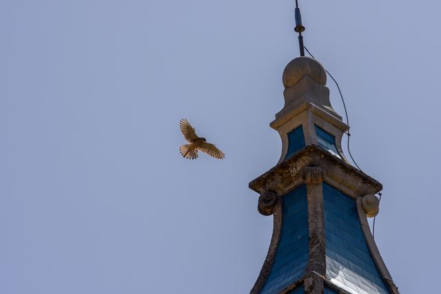 Common Kestrel