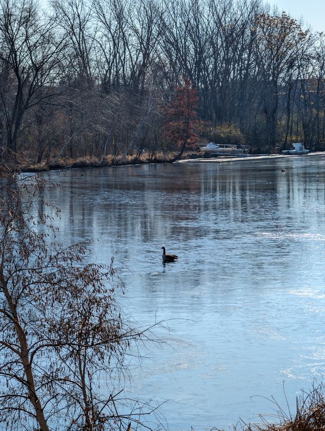 Canada Goose