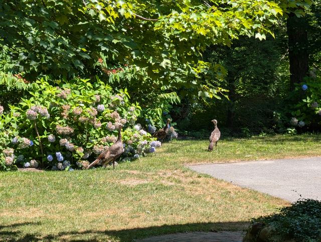 Wild Turkey