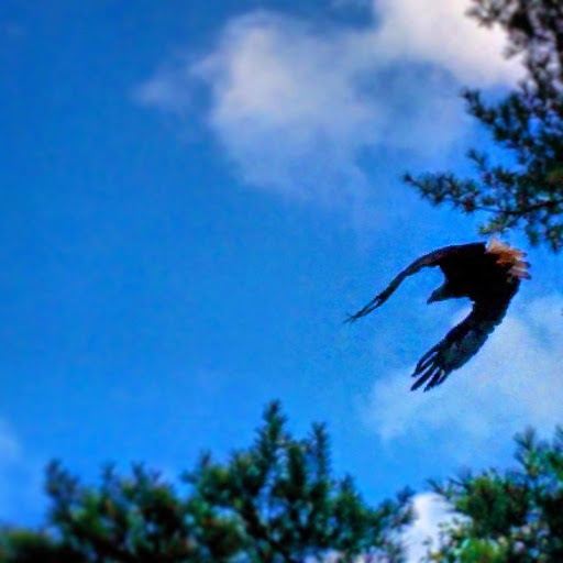 Bald Eagle