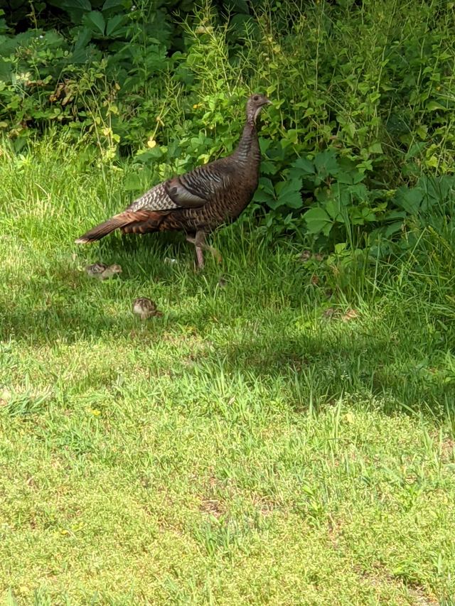 Wild Turkey