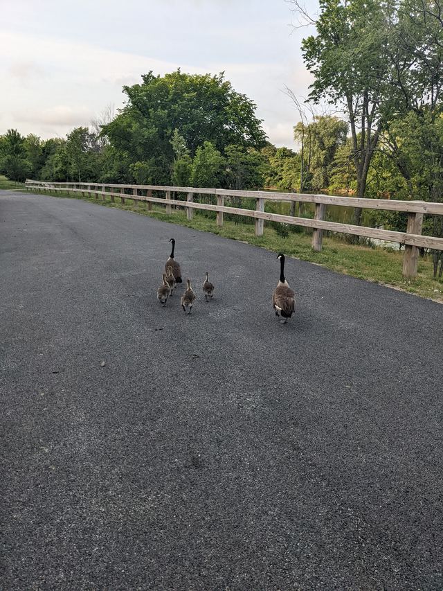 Canada Goose