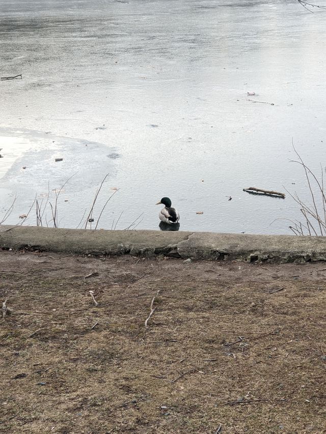 Mallard