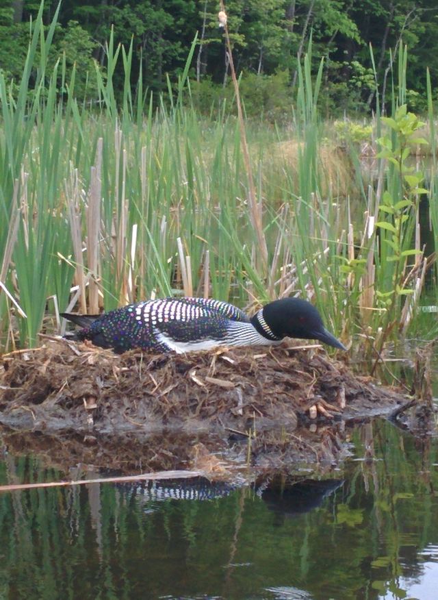 Common Loon