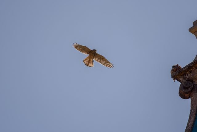 Common Kestrel