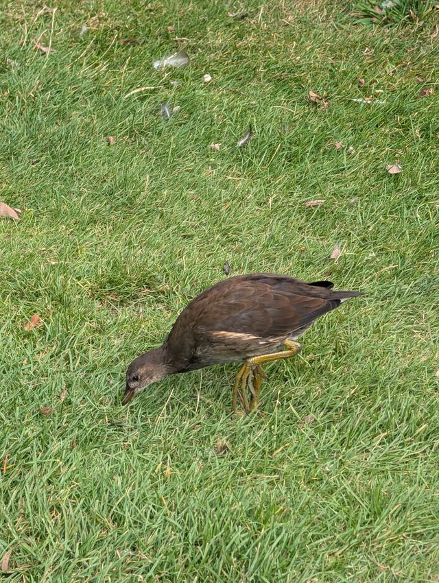 Eurasian Coot