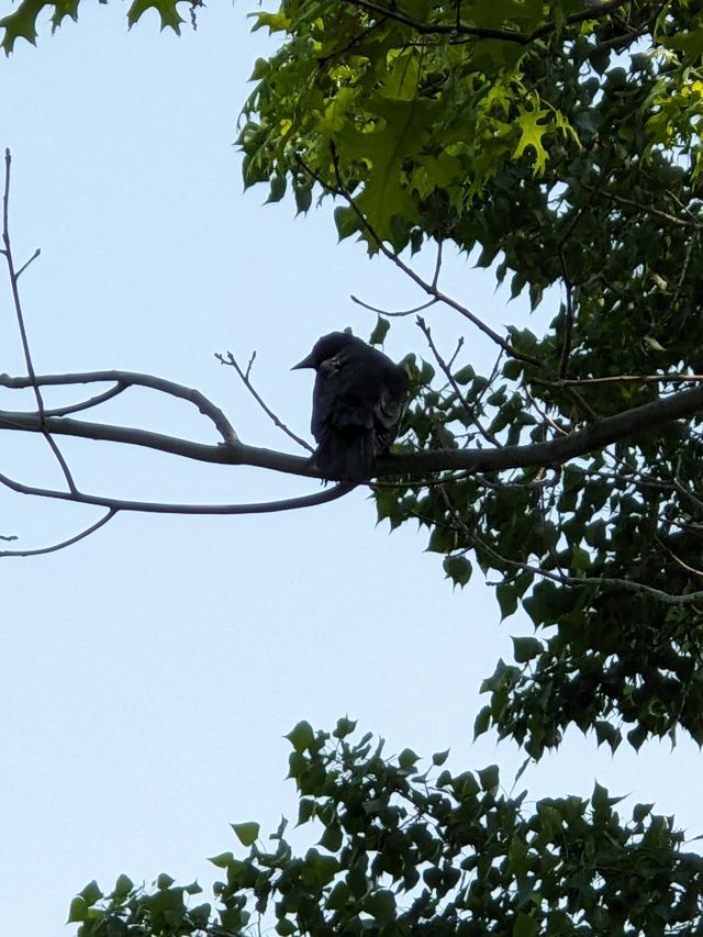 Red-winged Blackbird