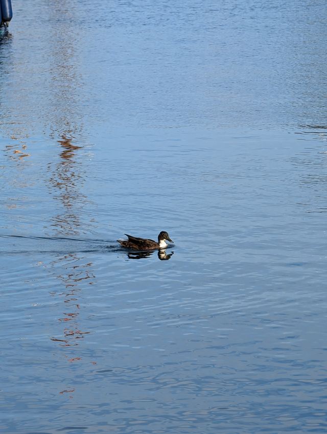 Domestic Mallard