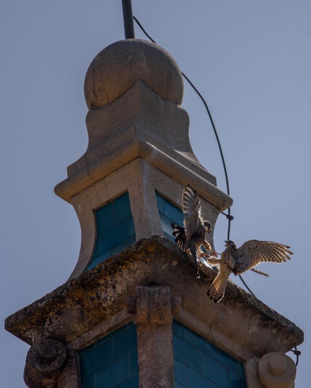 Common Kestrel