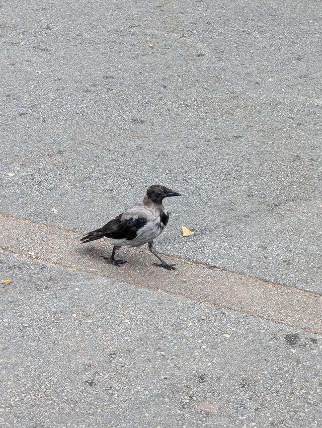 Hooded Crow