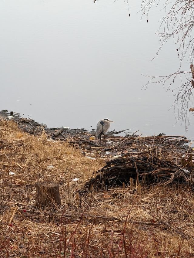 Great Blue Heron