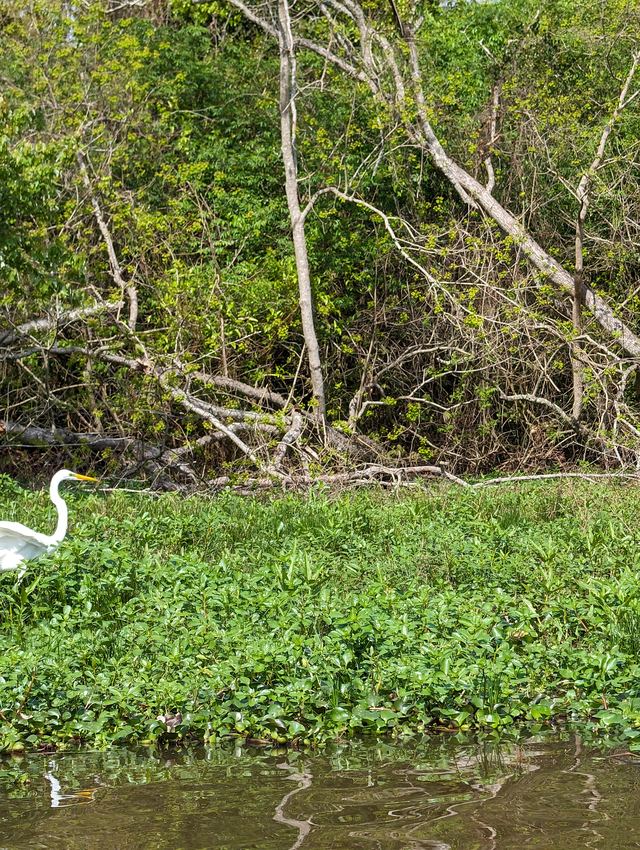 Great Egret