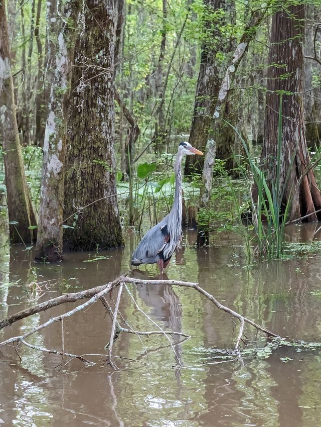 Great Blue Heron