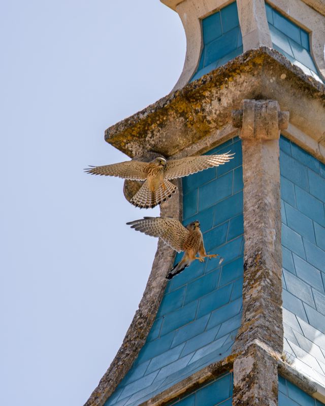 Common Kestrel