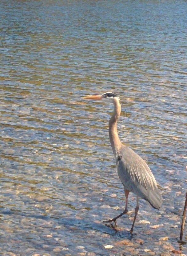 Great Blue Heron