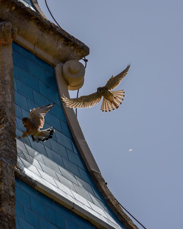 Common Kestrel