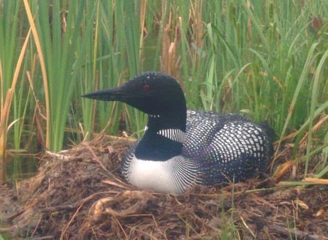 Common Loon