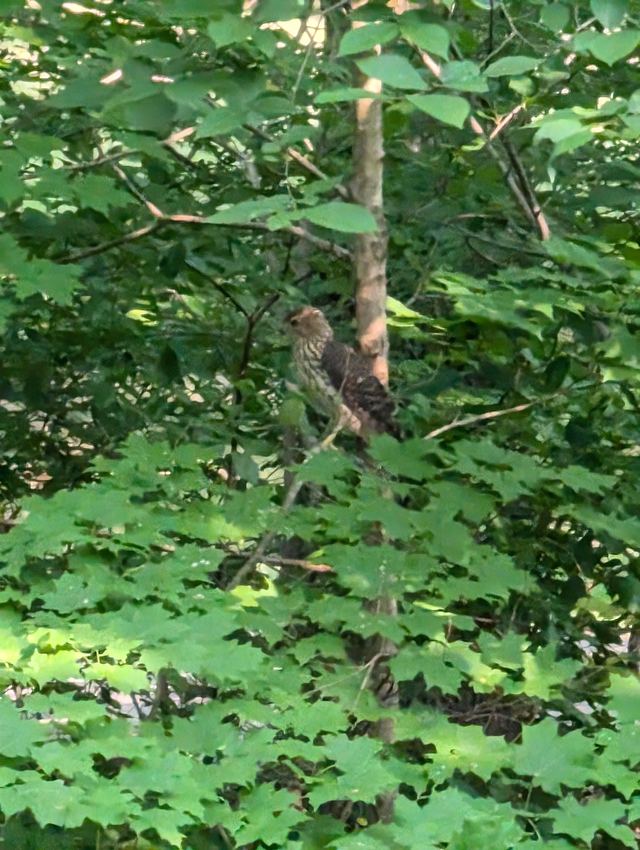 Cooper's Hawk