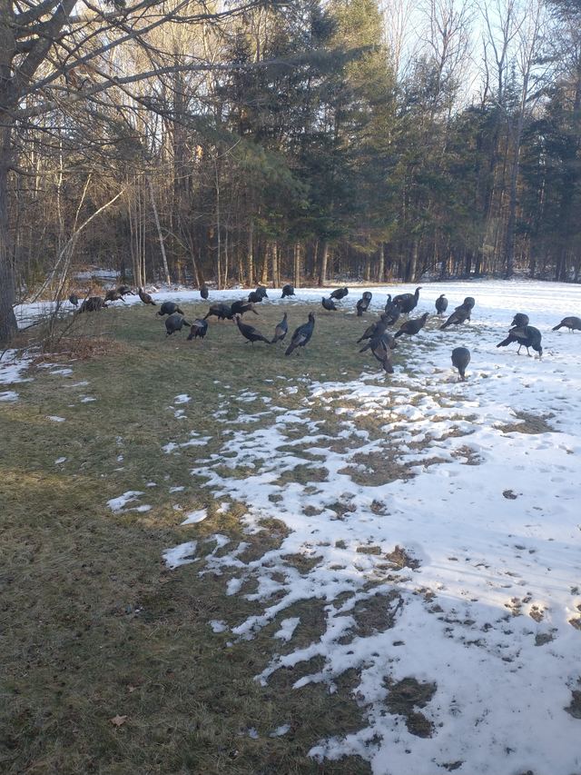 Wild Turkey