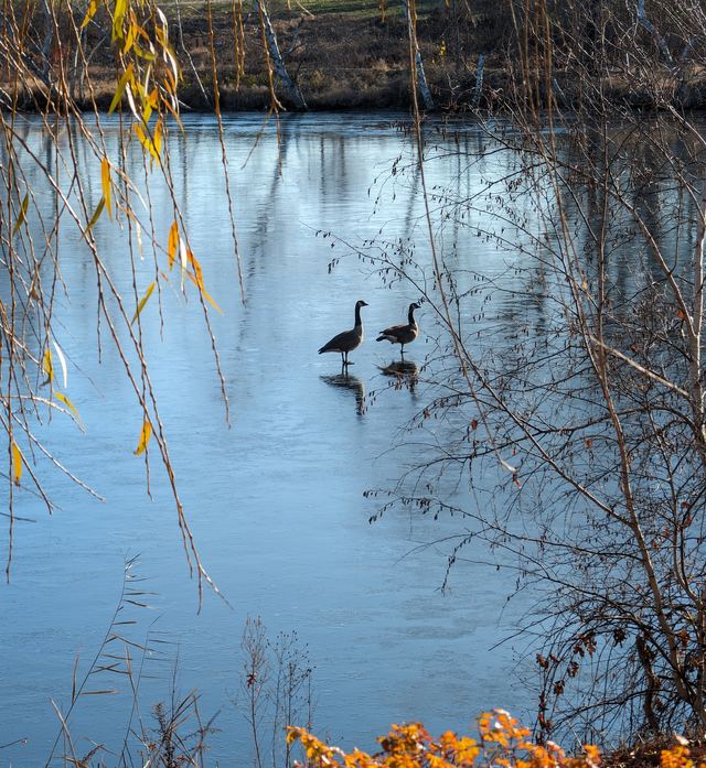 Canada Goose