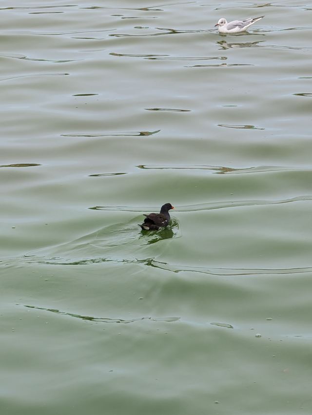 Common Moorhen