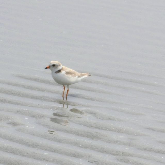 Piping Plover