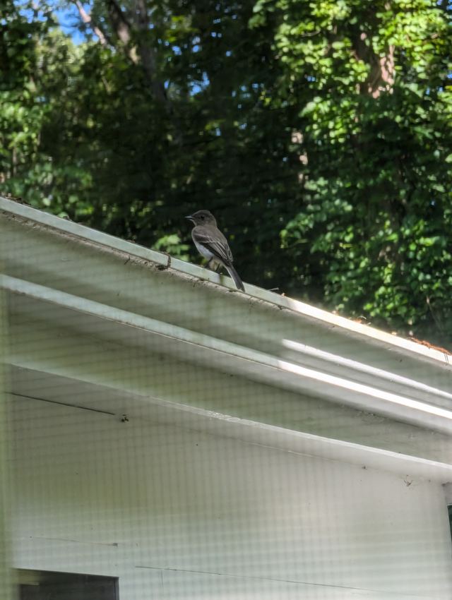 Eastern Phoebe
